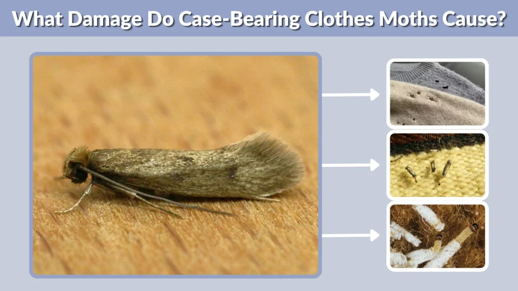What Damage Do Case-Bearing Clothes Moths Cause