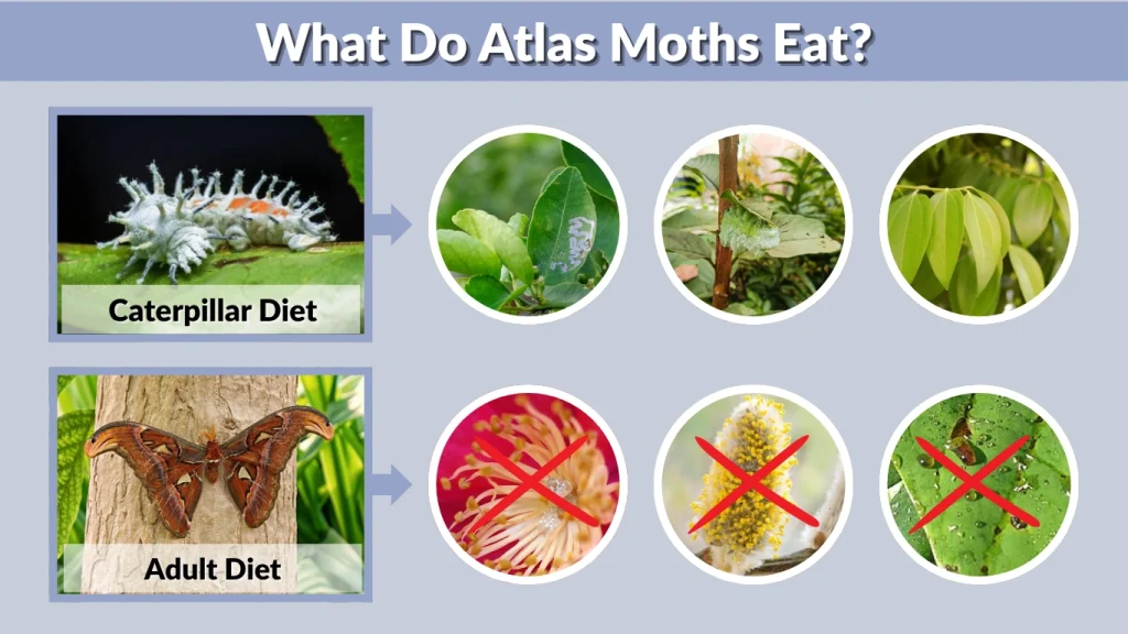What Do Atlas Moths Eat