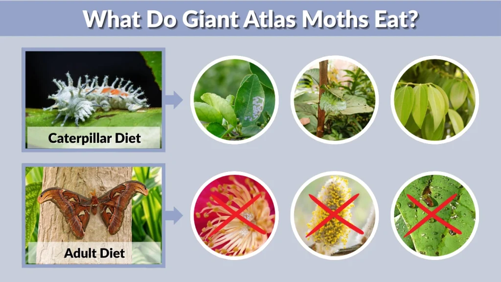What Do Giant Atlas Moths Eat