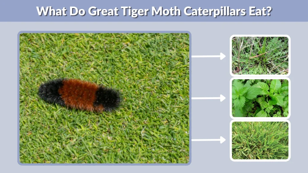 What Do Great Tiger Moth Caterpillars Eat