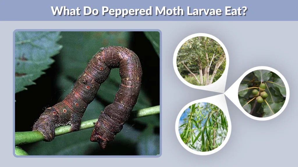 What Do Peppered Moth Larvae Eat