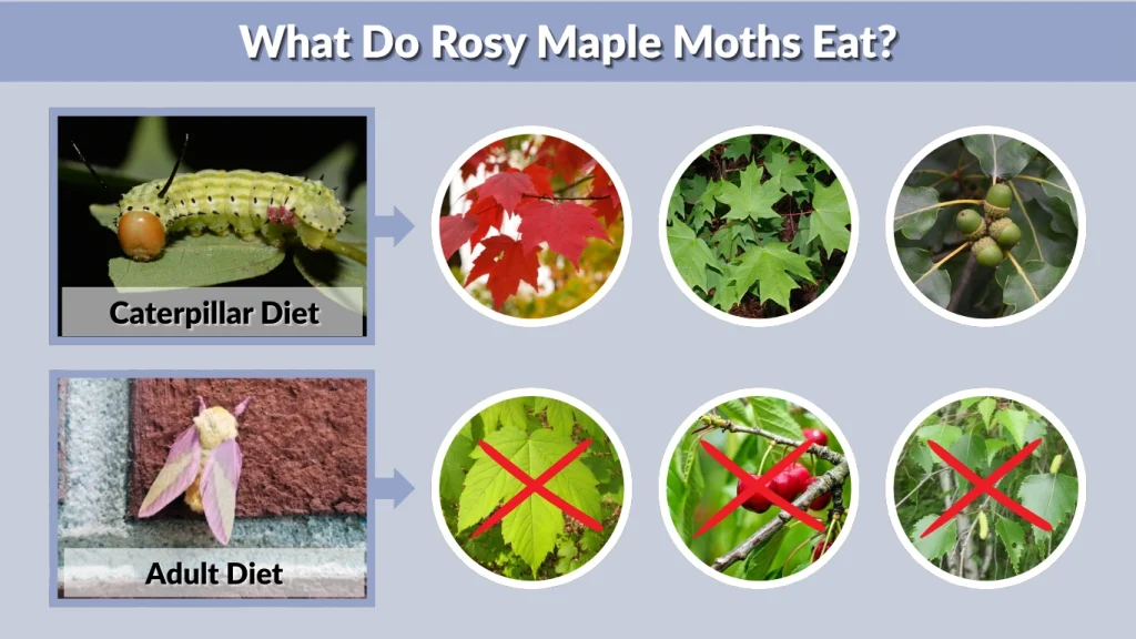 What Do Rosy Maple Moths Eat