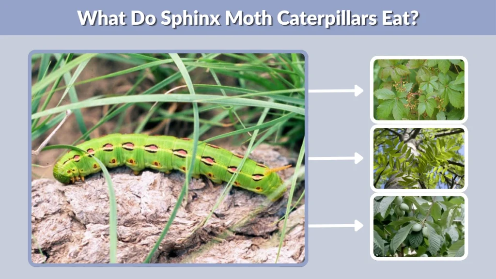 What Do Sphinx Moth Caterpillars Eat