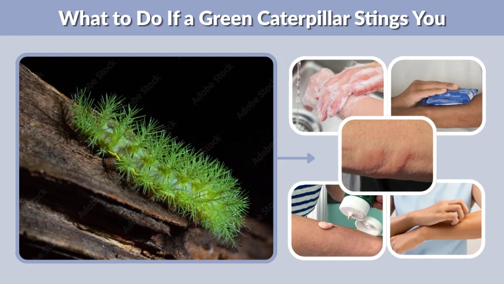 What to Do If a Green Caterpillar Stings You