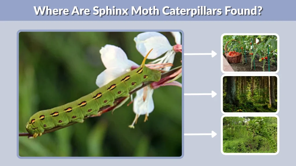 Where Are Sphinx Moth Caterpillars Found