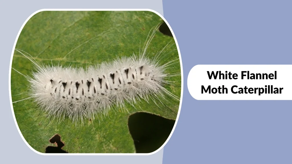 White Flannel Moth Caterpillar