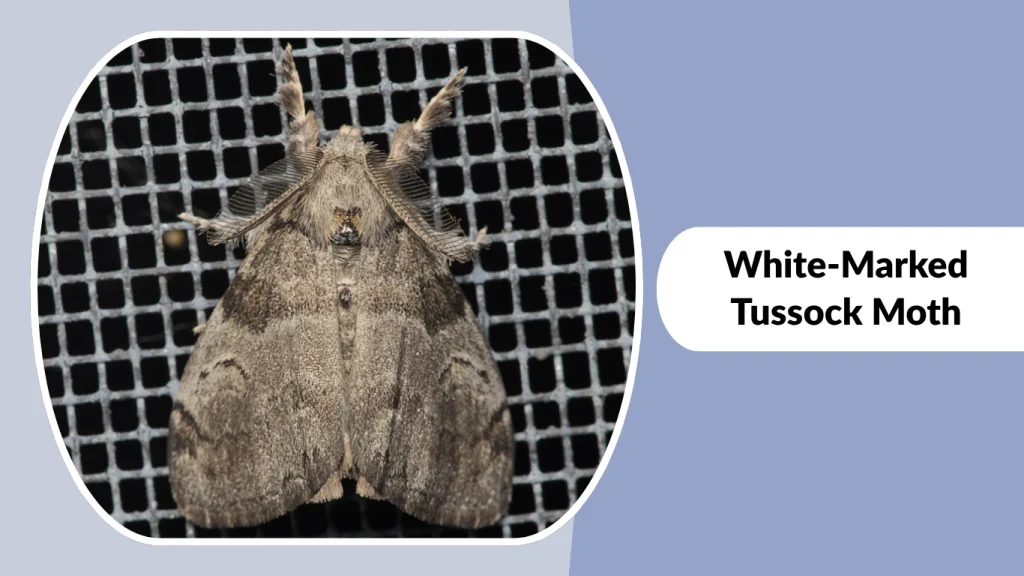 White-Marked Tussock Moth