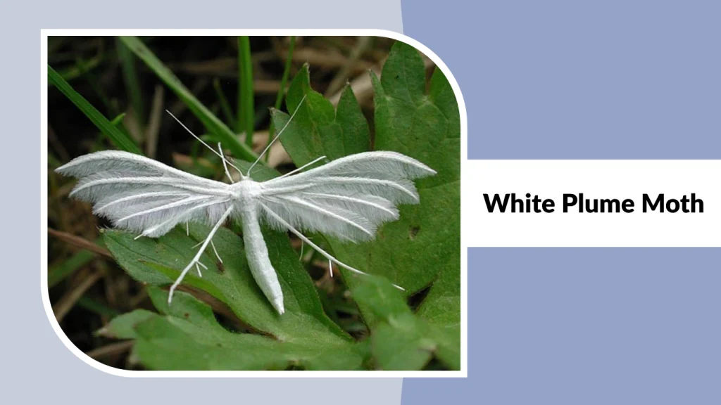 White Plume Moth