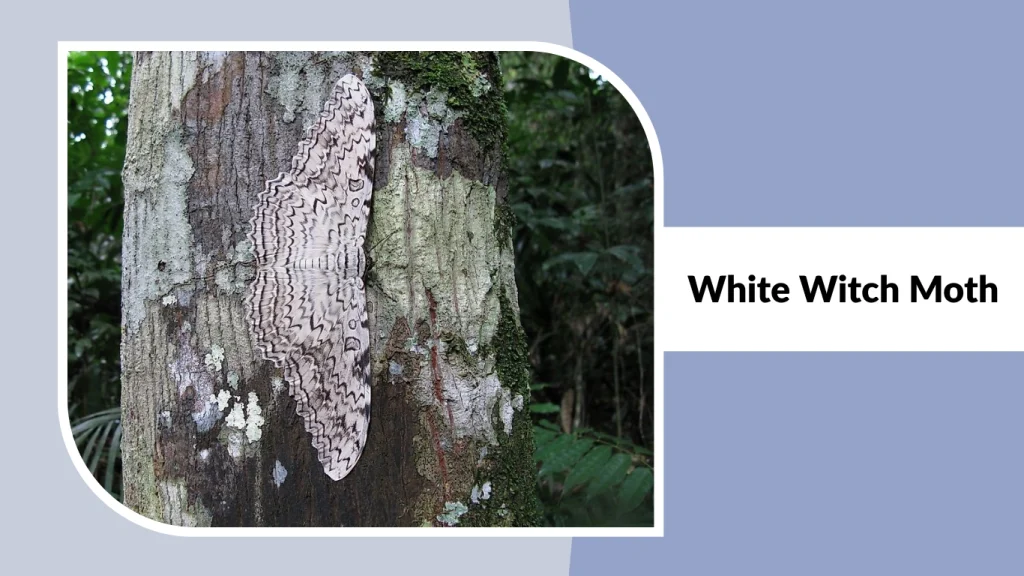 White Witch Moth