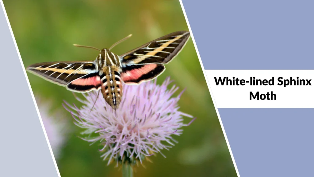 White-lined Sphinx Moth