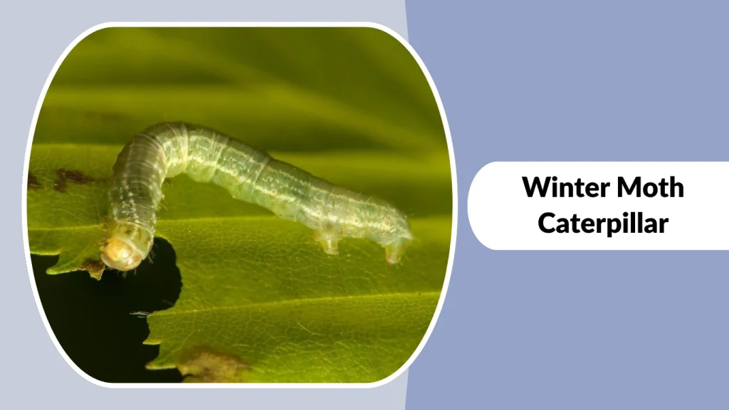 Winter Moth Caterpillar