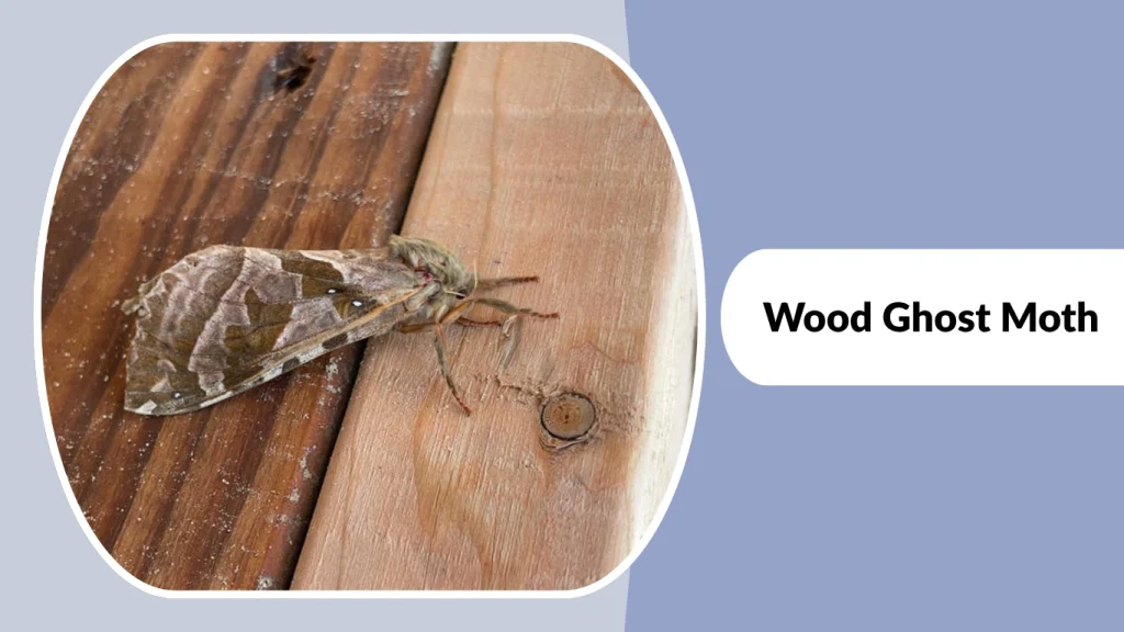 Wood Ghost Moth