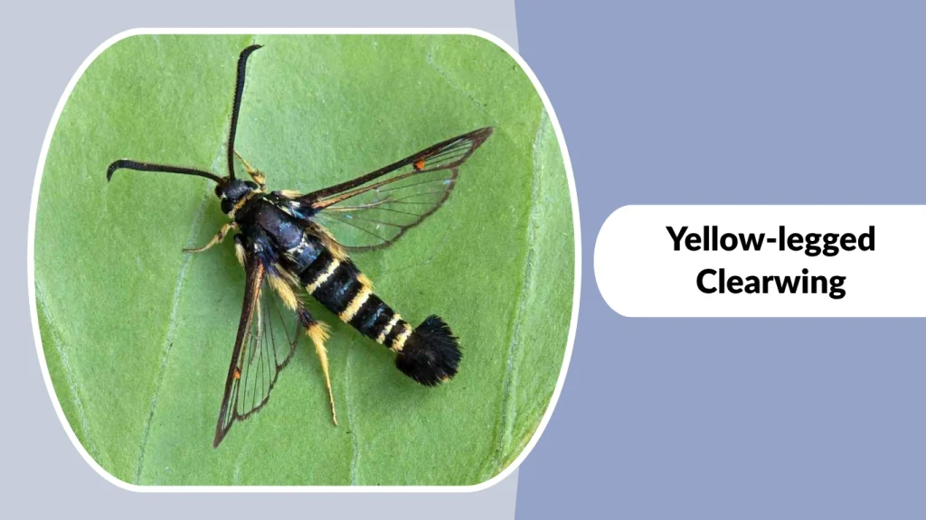 Yellow-legged Clearwing