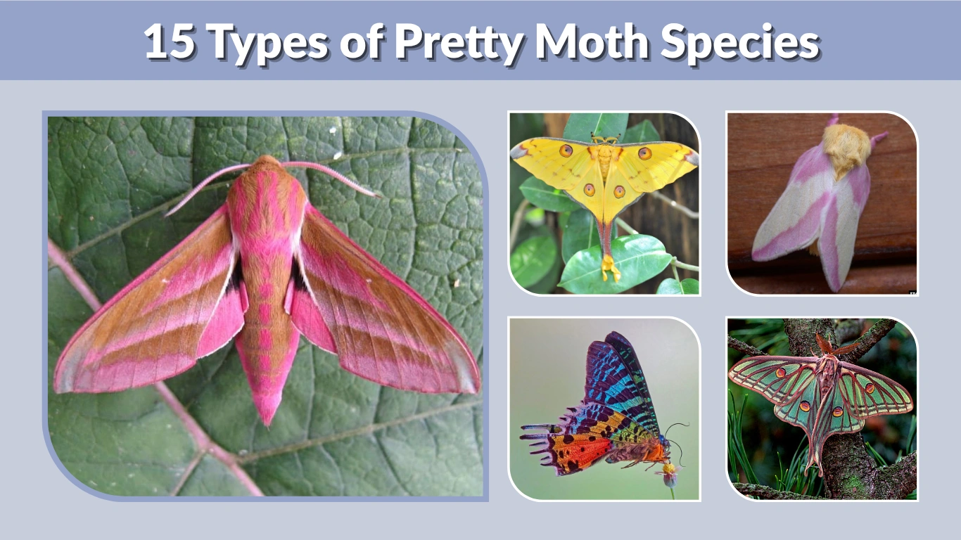 15 Types of Pretty Moth Species: Identification with Pictures