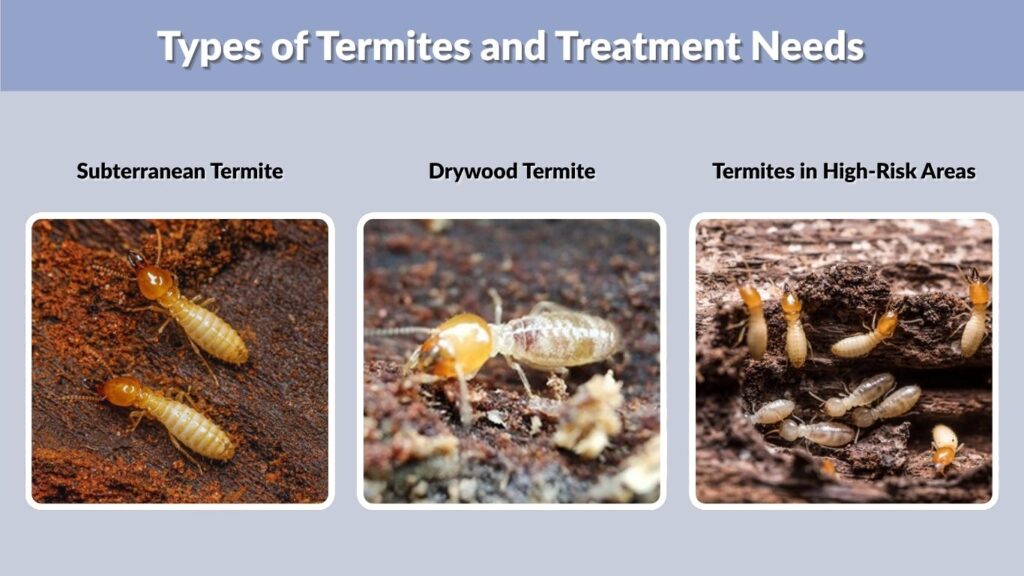 Types of Termites and Treatment Needs