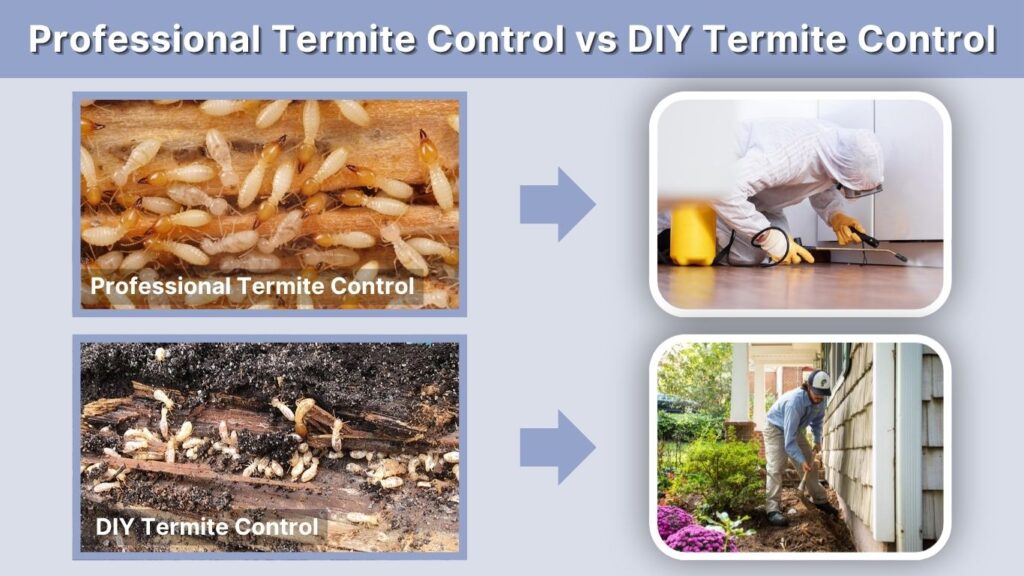 Professional Termite Control vs DIY Termite Control