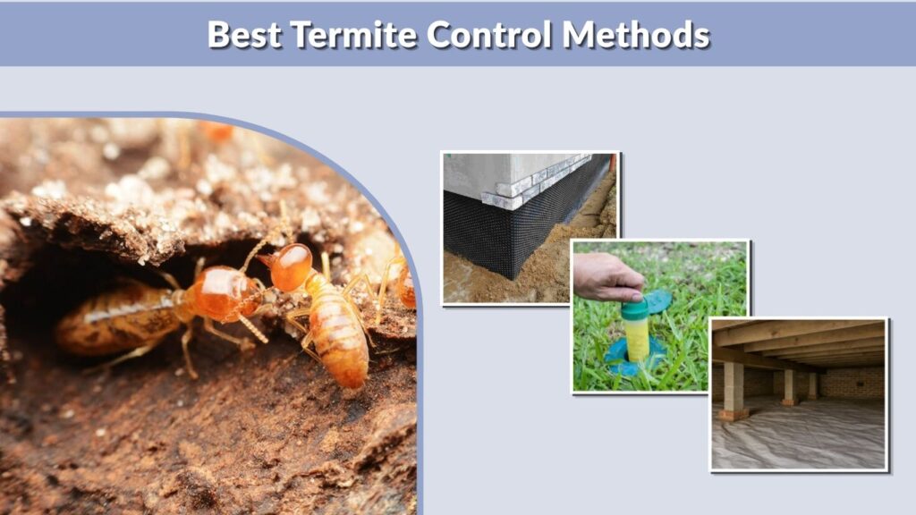 Best Termite Control Methods