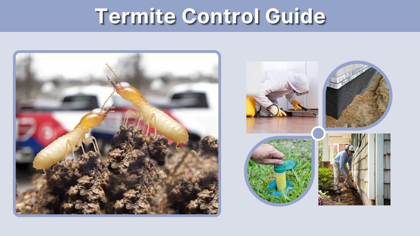 Termite Control Guide: Signs and Best Treatment Options