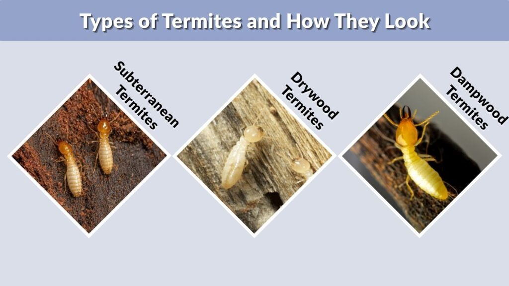 Types of Termites and How They Look