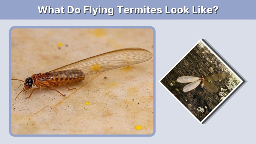 What Do Flying Termites Look Like?
