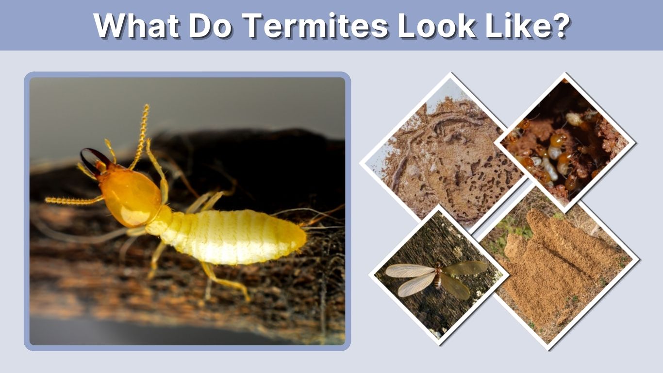 What Do Termites Look Like? Signs, Wings, and Droppings