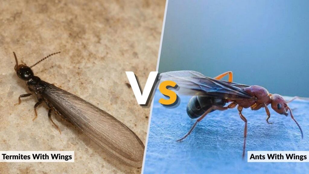Ants With Wings vs Termites