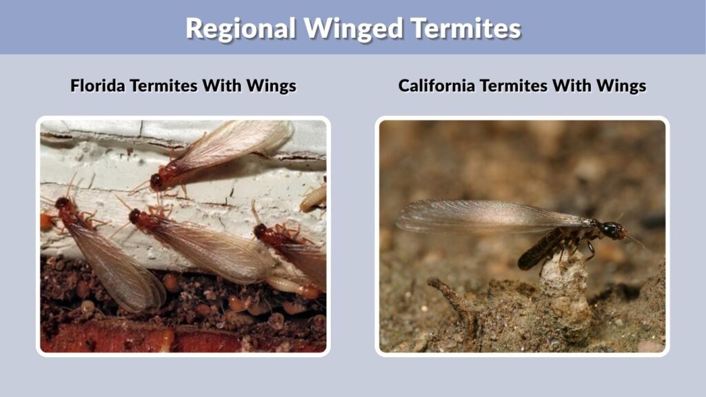 Regional Winged Termites