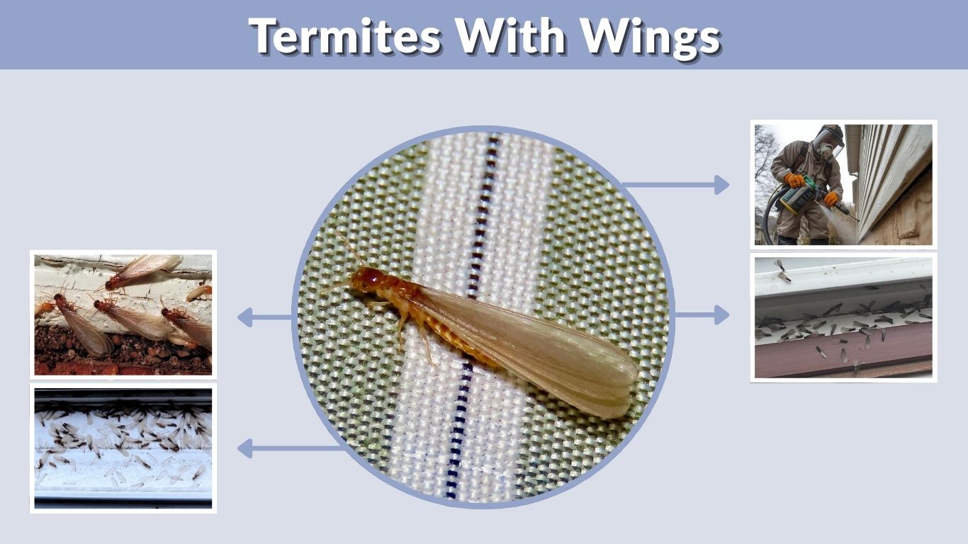 Termites With Wings: How to Identify and Treat Them