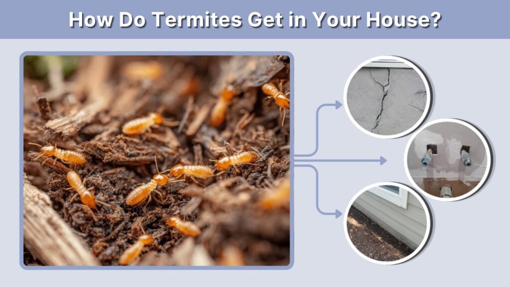 How Do Termites Get in Your House?