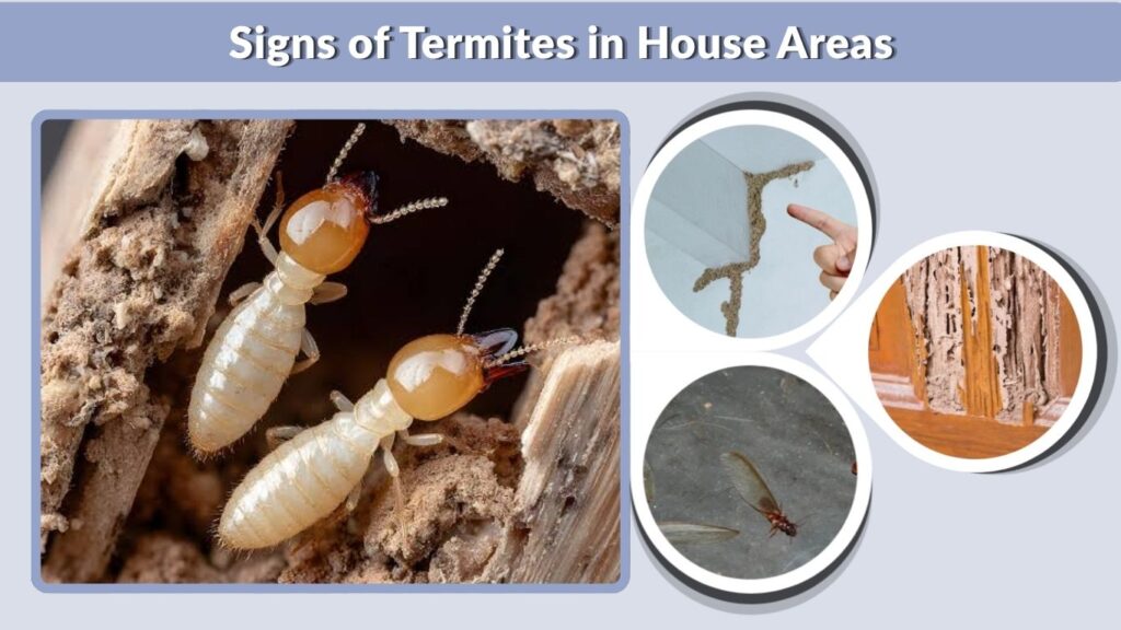 Signs of Termites in House Areas