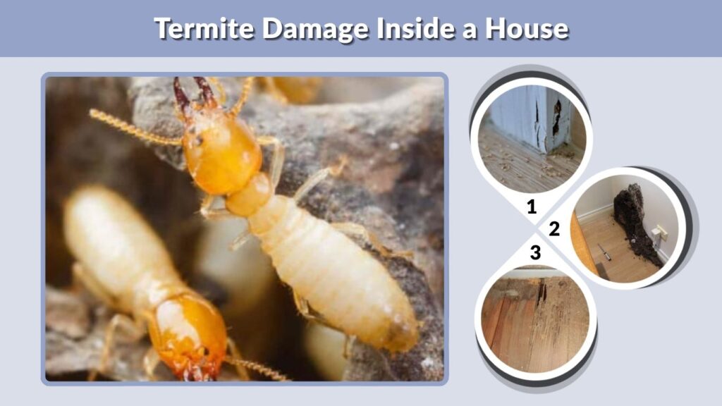 Termite Damage Inside a House