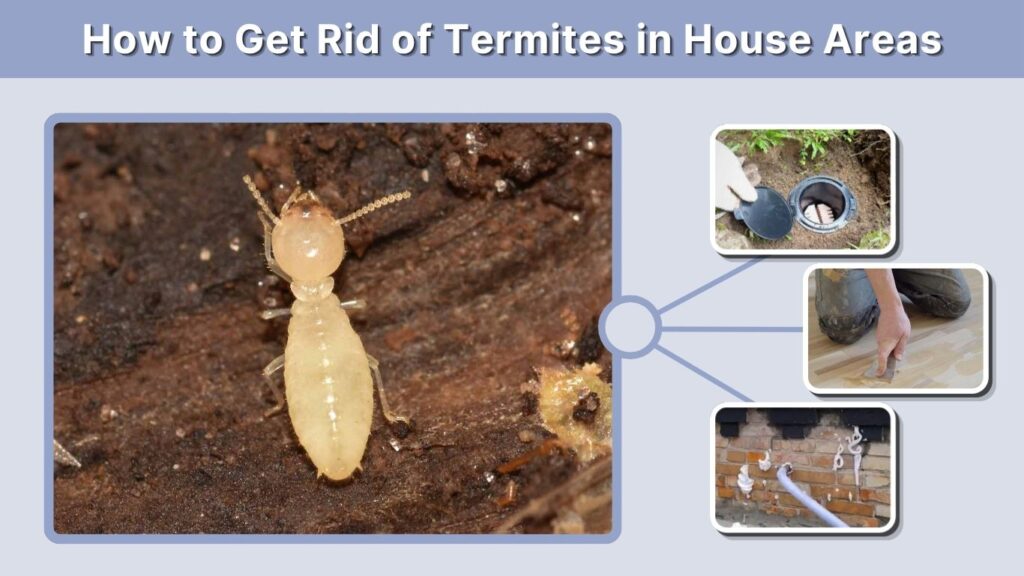 How to Get Rid of Termites in House Areas