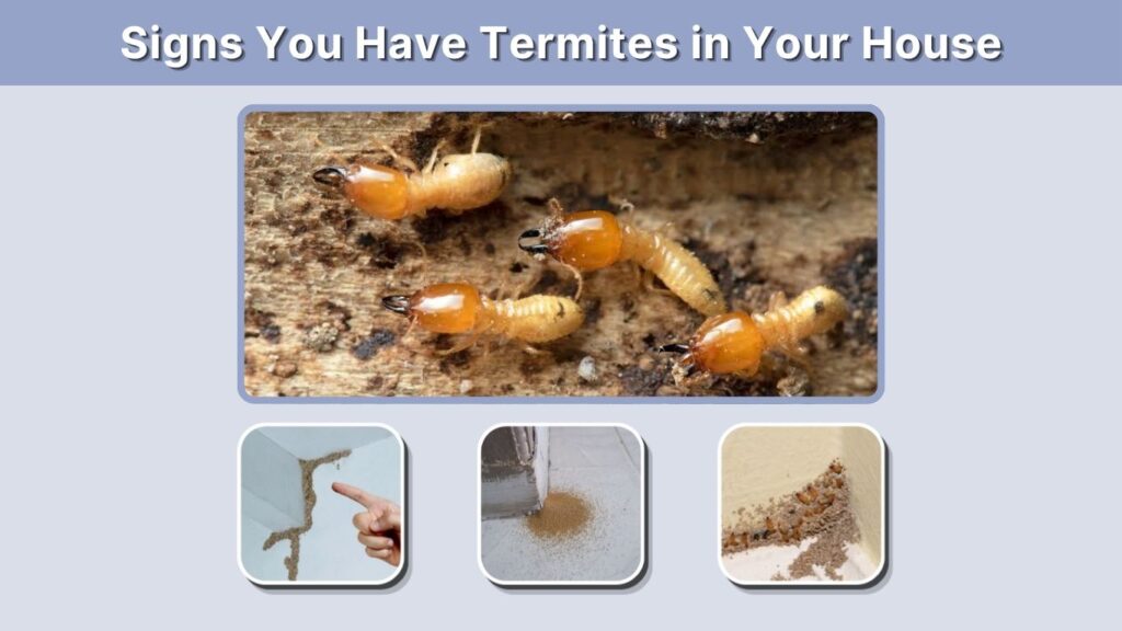 Signs You Have Termites in Your House