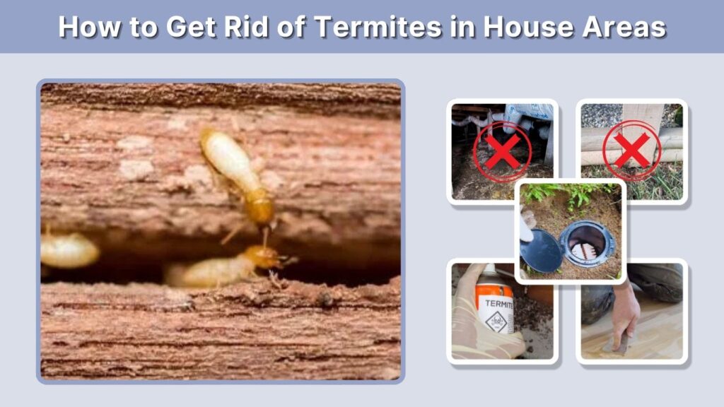 How to Get Rid of Termites in House Areas