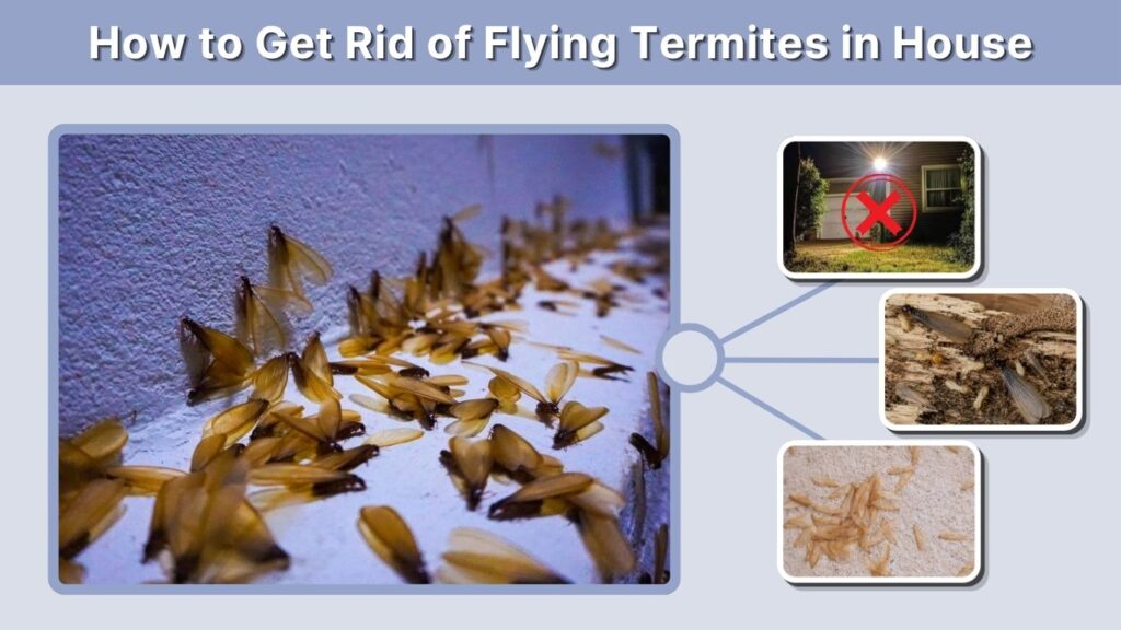 How to Get Rid of Flying Termites in House