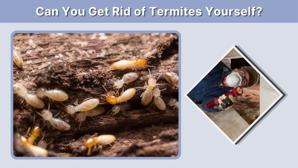 Can You Get Rid of Termites Yourself?