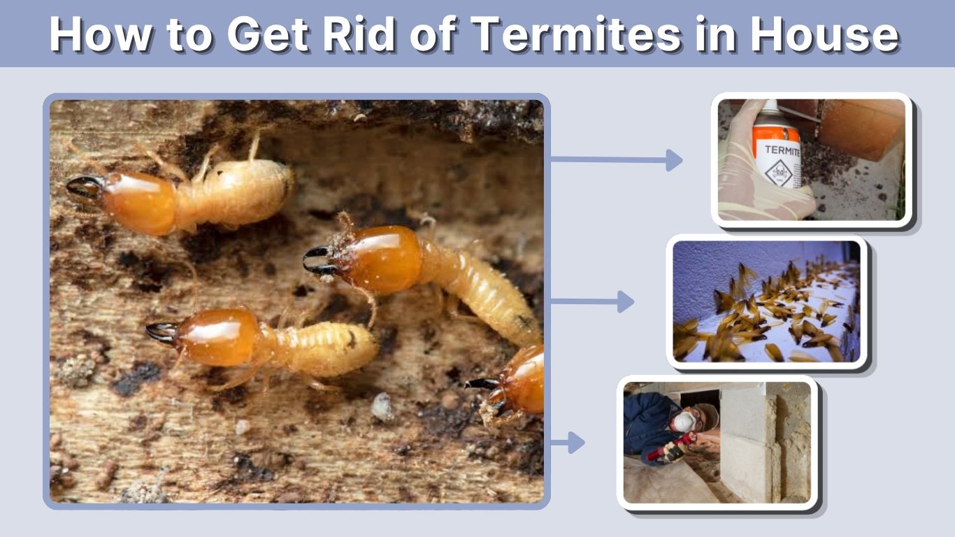How to Get Rid of Termites in House: Signs and Treatment