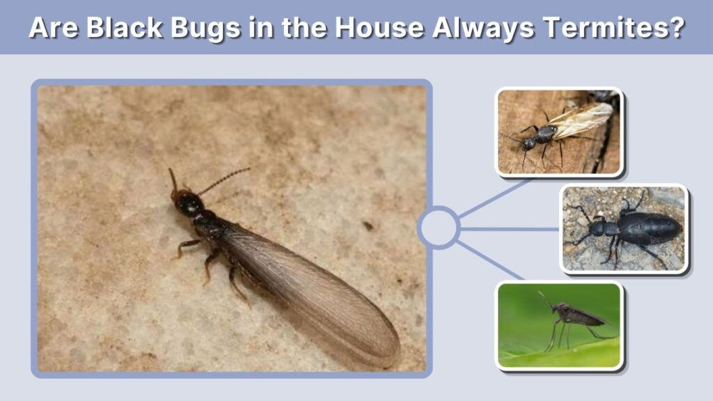 Are Black Bugs in the House Always Termites?