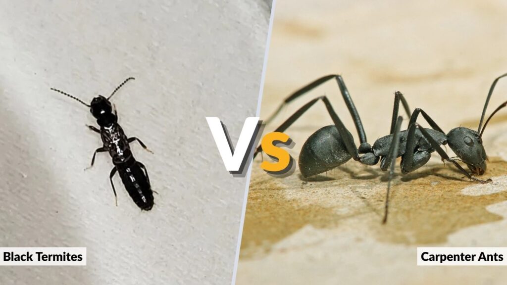 Black Termites vs Carpenter Ants