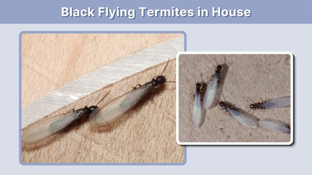 Black Flying Termites in House