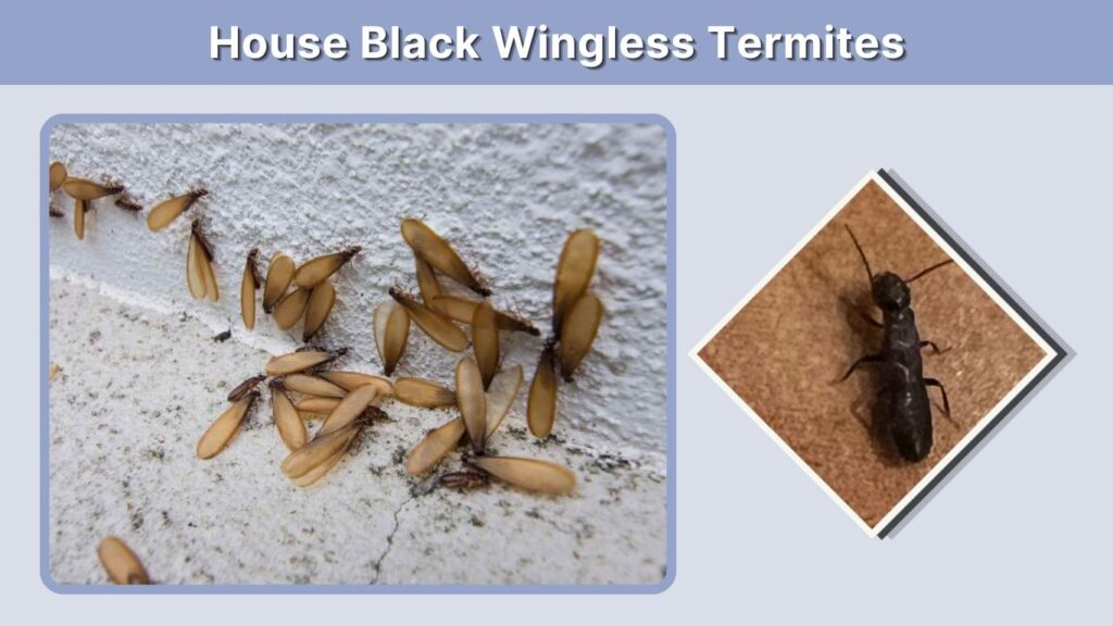 House Black Wingless Termites