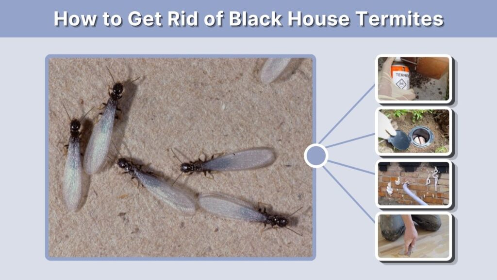 How to Get Rid of Black House Termites