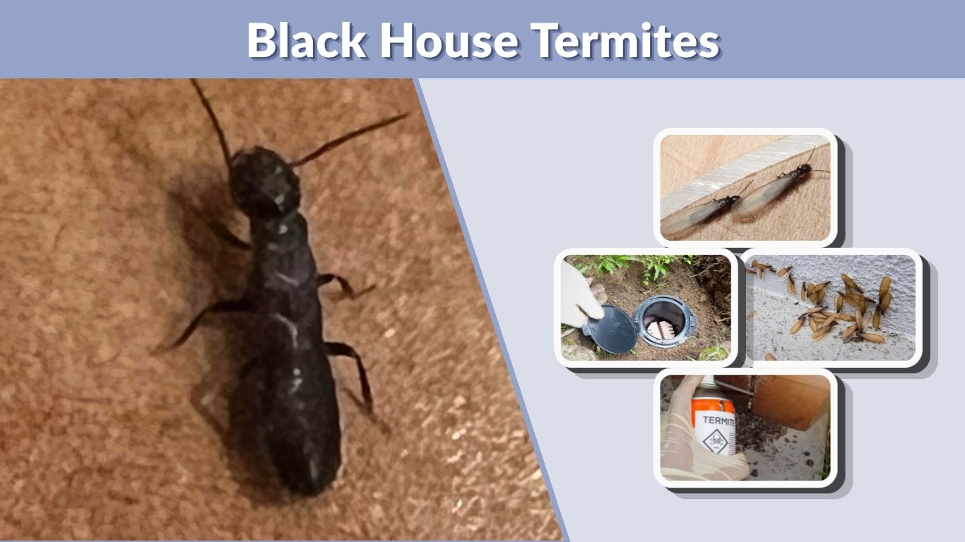 Black House Termites: Are They Termites or Ants?