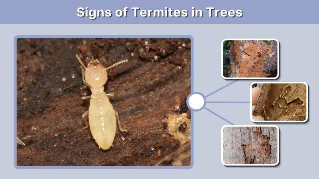 Signs of Termites in Trees