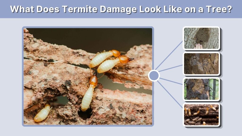 What Does Termite Damage Look Like on a Tree?