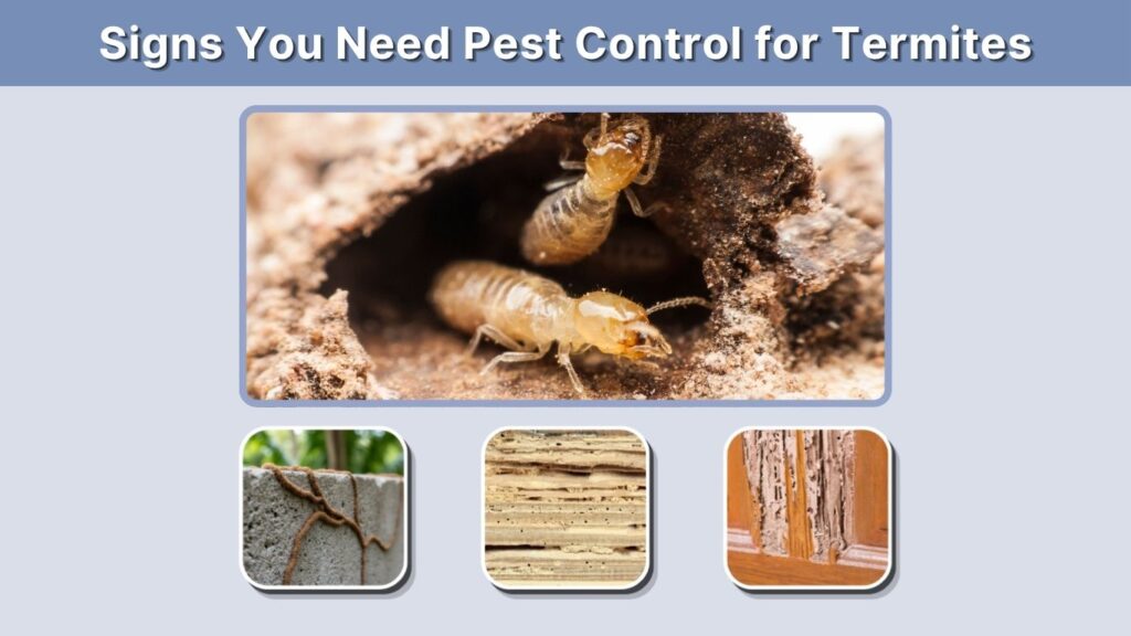 Signs You Need Pest Control for Termites