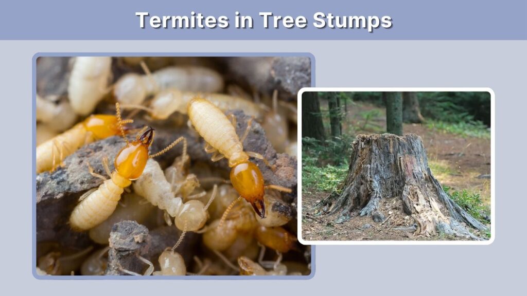 Termites in Tree Stumps
