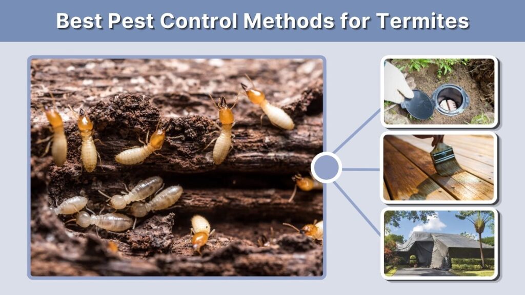 Best Pest Control Methods for Termites