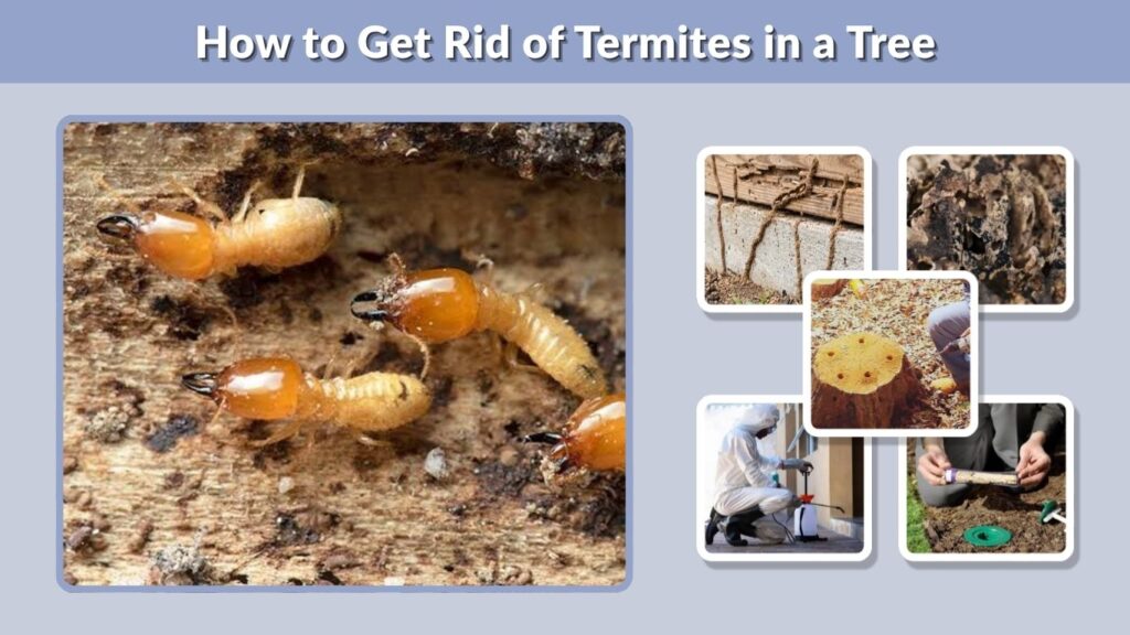 How to Get Rid of Termites in a Tree
