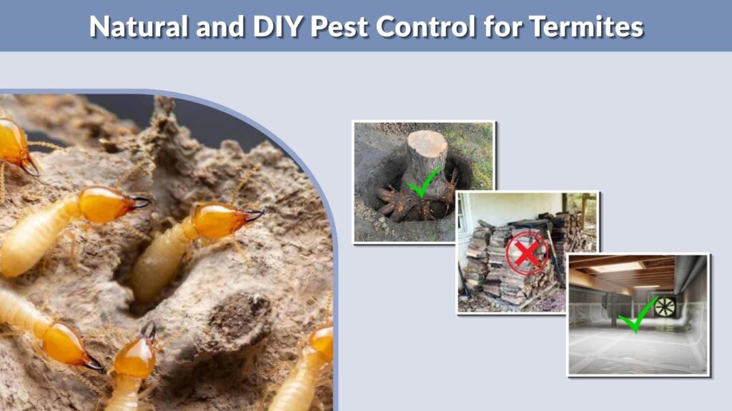 Natural and DIY Pest Control for Termites